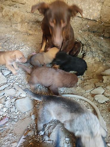 erkek it adlari: Zvonok, 1 ay, Dişi — 6