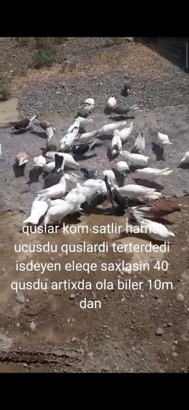 geref quşu: Göyərçinlər