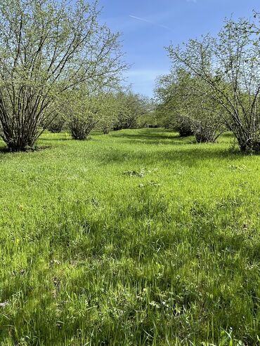 sixovda torpaq sahesi: 32 sot, Biznes üçün, Mülkiyyətçi, Kupça (Çıxarış), Müqavilə