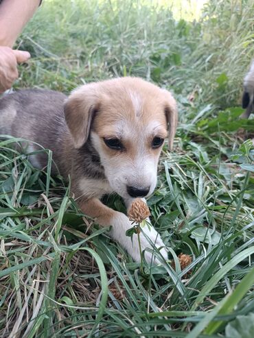 пропала собака хаски: Собака даром: 2 месяца, Самка
