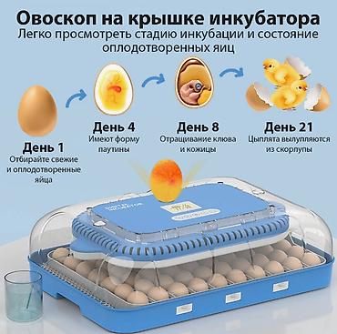 инкубационный: Инкубатор на 70 яиц #Инкубатор #Инкубатор #ИнкубаторДляЯиц — 7