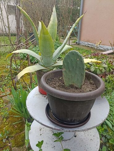 Vaze i saksije: Bоја - Zelena, Novo na lalafo.rs — 10 Vaze i saksije: Bоја - Zelena, Novo — 10