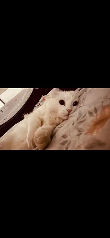 американский керл: Белая домашняя кошка с редкими загнутыми ушками (тип «американский — 2