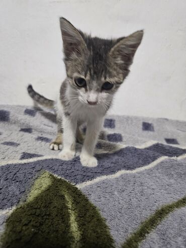 дом для котят: Кошка даром: Беспородная, 1 месяц, Девочка