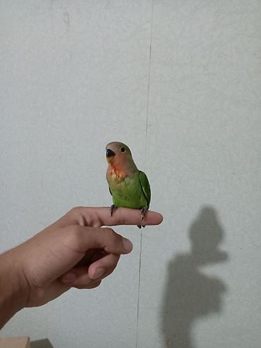 Quşlar: Sevimli “lovebird” (agapornis) papuqayları - Növ: Agapornis — 4