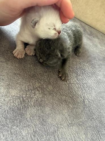 sinsila pişik: Təmiz qan Scottish Fold və Blue point Şinşila balalar, 7 mart — 8