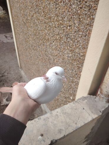 Göyərçinlər: Heyvanlarn hamsi tam saglamdi cut cutde satilir komda tek tekde — 3