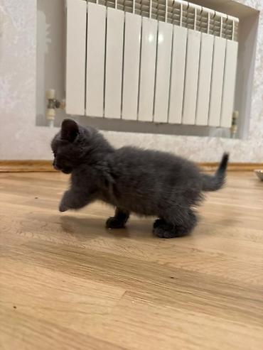 Pişiklər: Britan — 6