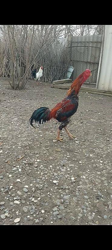 Xoruzlar: Xoruz, il: <1, Pulsuz çatdırılma — 3