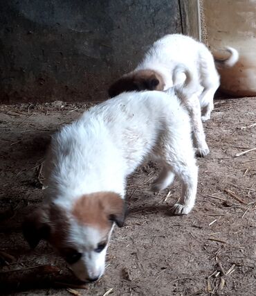 alman ovçarkası küçükləri: Alman çoban iti, 1 ay, Dişi, Peyvəndli, Ünvandan götürmə, Ödənişli çatdırılma