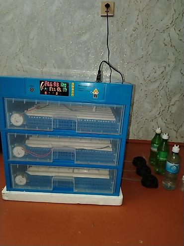 inkubator: Tam avtomat — 4