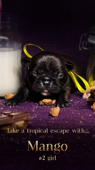 Psi: Predstavljamo VRHUNSKO leglo FRANCUSKOG BULDOGA od 3 prelepa dečaka i — 2