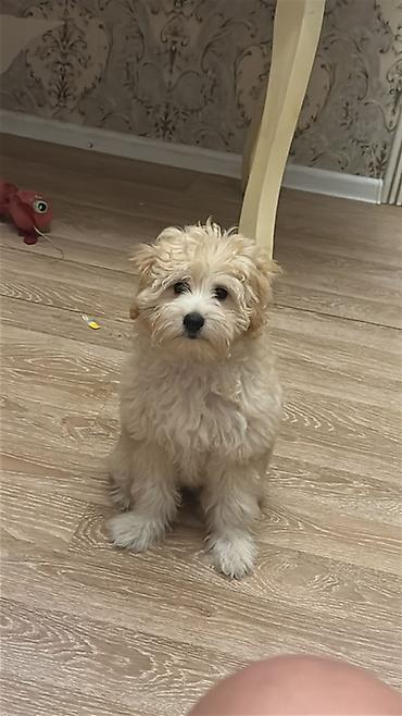 itlerin ucuz qiymete satisi: Maltipoo balası – ağ-krem rəngli, qıvırcıq, hipoallergen tüklü kiçik — 3