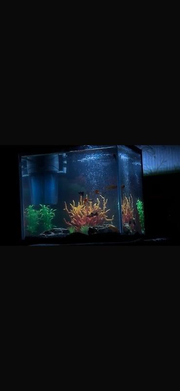 Akvariumlar: Dördbucaq akvarium, Balıqlarla birlikdə, 27 l — 5