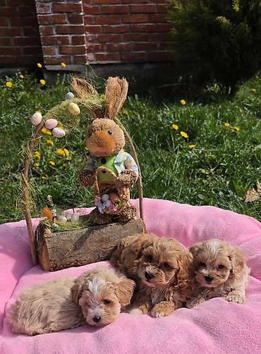 Predstavljamo vam novo leglo bebica maltipoo. Mama je mali maltezer a — 1