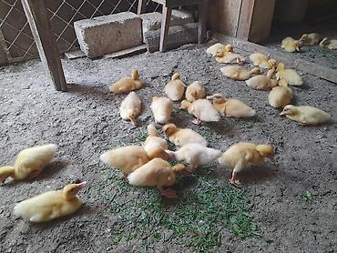Сельхозптицы: Pekin ördək balalari sürətli böyüyən cinslərdi iki ay yariminda — 2