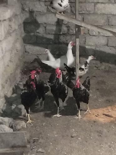 gence xoruz: Xoruzları satılır real alıcı narahat etsin və real alıcıya endirim — 3