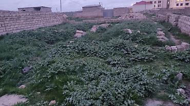 savxoz ramana heyet evleri: 2 sot, Kənd təsərrüfatı, Mülkiyyətçi, Kupça (Çıxarış) — 10