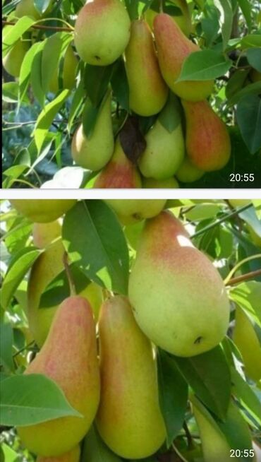 Tinglər: Telman Tingçilik – meyvə və ağac tingləri QEYD. şekildeki meyveler — 6