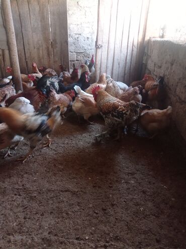 Toyuqlar: Toyuq, Damazlıq — 5