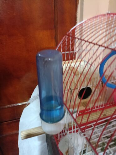 Tutuquşları: 2 popuqaydı dest hamsı bır yerde satıram 60 man — 8