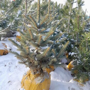 Ёлки: Продаю Голубые Ели Оптом и в розницу Ели Тянь Шаньевские от 3500 с — 4