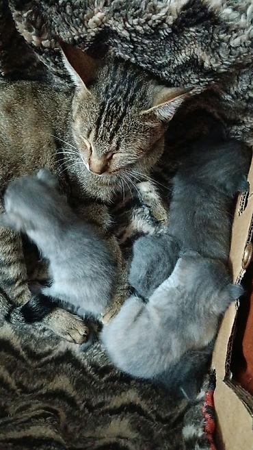 рыжие котята: Отдам котят в добрые руки Обычные котята 2 серые девочки 2 Дымчатых — 5