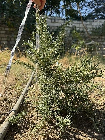 dekorativ bitkilər: Rozmarin 70 cm- 15 manat 50cm -10 manat 30 cm - 5 manat Rozmarin — 2