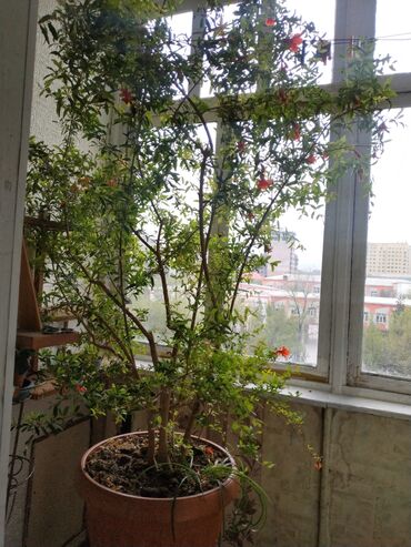 Другие комнатные растения: 🍃 Гранат ( дерево ) Продаётся гранат, надеемся попадёт в хорошие