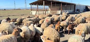 cins keciler: Erkək, il: 1, Damazlıq, Pulsuz çatdırılma — 10