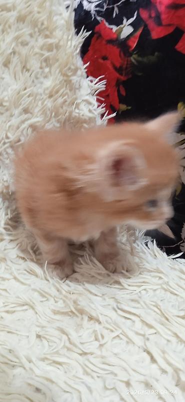 Продажа кошек: Мейн-кун, 1 месяц, Девочка at lalafo.kg — 2 Продажа кошек: Мейн-кун, 1 месяц, Девочка — 2
