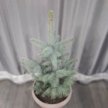 Декоративные деревья: Саженцы деревьев: Ели, Самовывоз, Платная доставка — 3