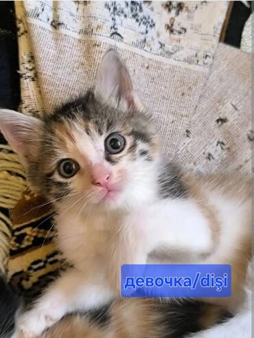 котята в добрые руки: Erkək, Dişi, Yaxşı əllərə