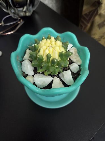 Кактусы: Эхинопсисы в горшках - Род: Echinopsis (кактусы-шаровидной формы с — 5