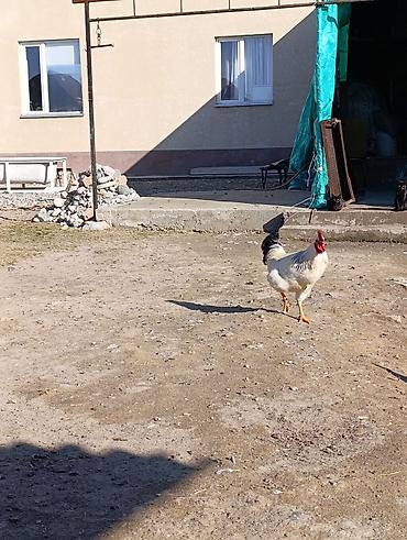 Куры, петухи: Продаю | Петух | Для разведения — 7