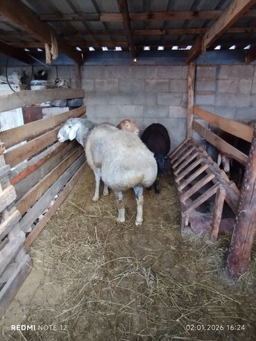 Бараны, овцы: Продаю | Баран (самец) | Для разведения | Племенные — 8