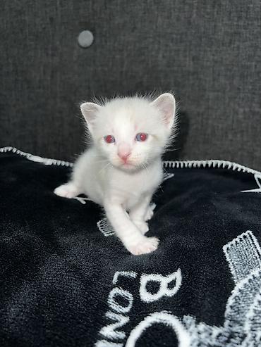 Pişiklər: Siam, Erkək — 5