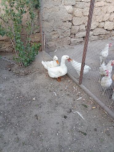 qus sesleri: Salam xoruz və ördək lər satılır hamısı 60 manatdır xoruz 8 ay — 5