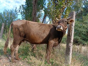 голуби птицы животный: Продаю | Корова (самка) | Алатауская | Для разведения, Для молока | Осеменитель, Стельные, Привязанные