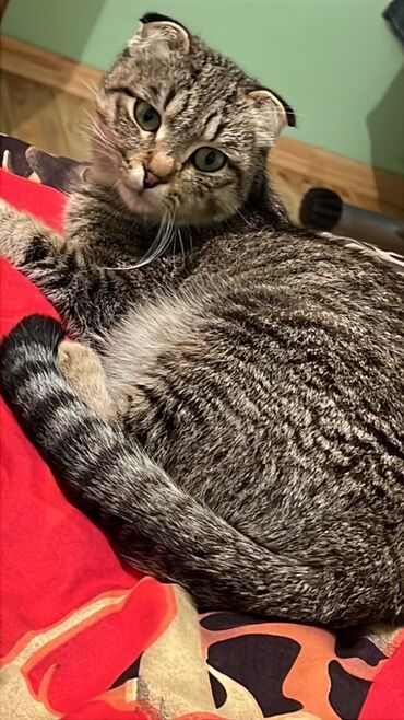 pişiklər: Шотладская вислоухая, В добрые руки