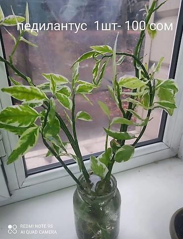 королевский: Комнатные цветы, растения. РАСПРОДАЮ ОСТАТКИ ПО 100 сом есть и — 5