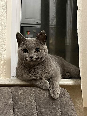 pişik cüt: Britan, Dişi, Yaxşı əllərə — 4