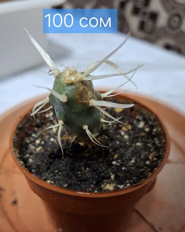 Кактусы: Продаю кактусы — 5