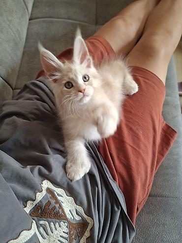 котята мэйн кун: 🐾 ЭКСКЛЮЗИВНЫЙ КОТЁНОК МЕЙН-КУН ПОЛИДАКТ 🐾 цена указана под кастрацию — 3