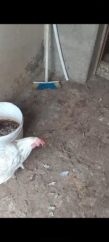vendam kendi: Toyuq, Damazlıq — 8