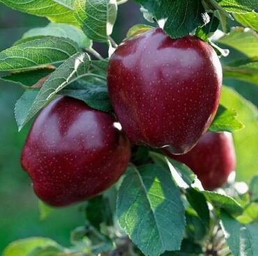 Садовые цветы и кустарники: Саженцы цветка: Розы — 30