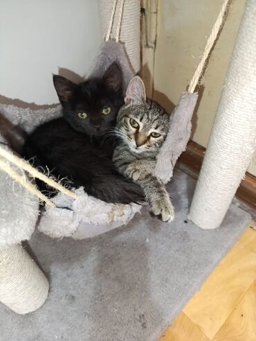 хочу купить кошку: Кошка даром: Беспородная, 4 месяца, Девочка, Приучена к лотку, Проглистована, С прививками