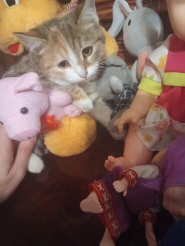 Pişiklər: Şotland toppuş az tüklü ba la şirindi tippusdu — 5