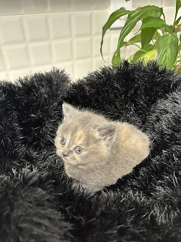 Pişiklər: Britan — 11