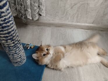 şotlant pişiyi: Qızıl şinşilla, Erkək, Yaxşı əllərə, Ünvandan götürmə, Ödənişli çatdırılma